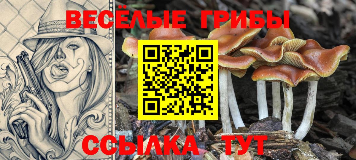 Псилоцибиновые грибы Psilocybe Лесной